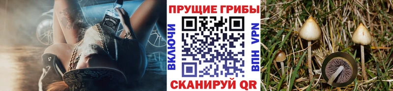 Купить  Судогда  Псилоцибиновые грибы Cubensis 